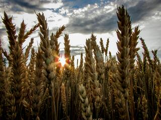 Setor Agro